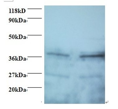SCAMP3 Antibody (Biotin)