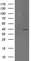 SELENBP1 Antibody