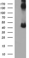 SELENBP1 Antibody