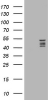 SELENBP1 Antibody