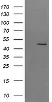 SELENBP1 Antibody