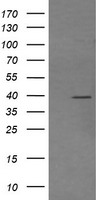 SELENBP1 Antibody