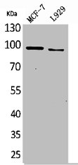 SEMA4D Antibody
