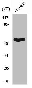 SEPT1 Antibody