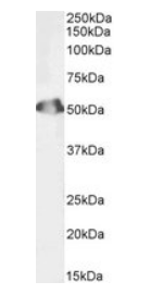 SEPT6, Biotinylated Antibody