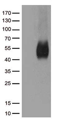 Septin 3 Antibody