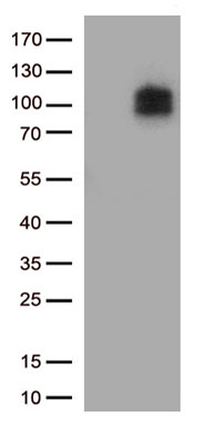SERCA2 Antibody