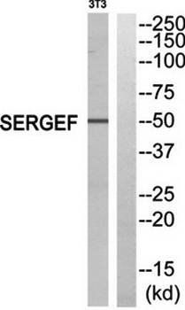 SERGEF Antibody
