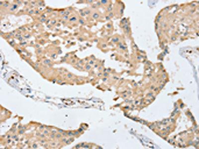 SERINC3 Antibody