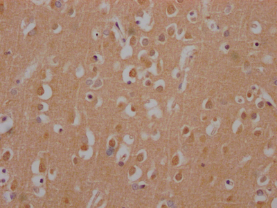 HTT Antibody