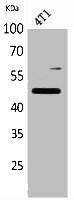 SERPINA3 Antibody