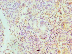 SERPINA4 Antibody