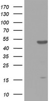 SERPINB1 Antibody