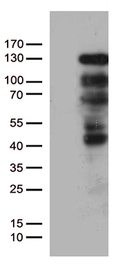 SERPINB1 Antibody