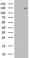 SERPINB1 Antibody