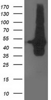 SERPINB4 Antibody