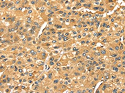SERPINB6 Antibody