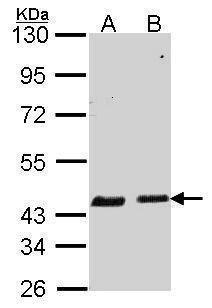 serpin family B member 6 Antibody