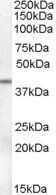Goat anti-SERPINB6 Antibody
