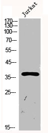 SERPINE1 Antibody