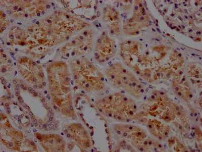 SERPINE1 Antibody