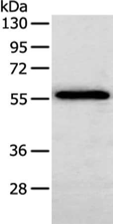 SERPINF2 Antibody