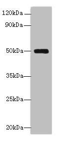 Serpinh1 Antibody