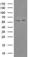 SETD7 Antibody