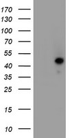 SETD7 Antibody