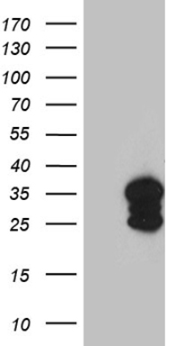 SF3B6 Antibody