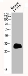 SFRP2 Antibody