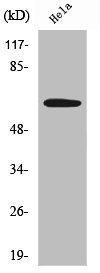 SGO1 Antibody