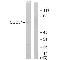 SGO1 Antibody