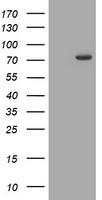 SH2D2A Antibody