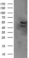 SH2D2A Antibody