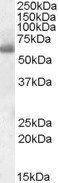 Goat anti-SH2D3A / NSP1 Antibody