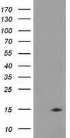 SH3GL1 Antibody