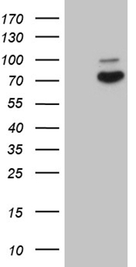 SH3BGRL Antibody