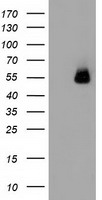 SNX9 Antibody