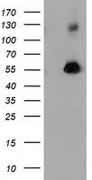 SNX9 Antibody