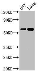 SHC3 Antibody