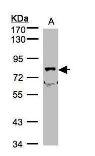 SH3KBP1 binding protein 1 Antibody