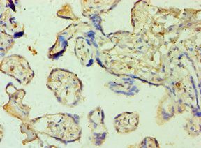 SHMT1 Antibody