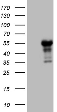 SHMT2 Antibody