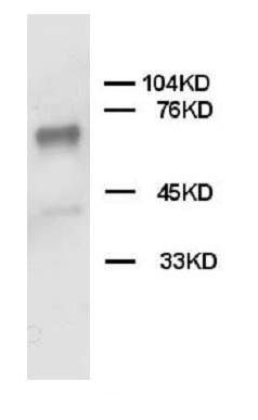 SHP2/PTPN11 Antibody