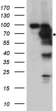 SHP2 Antibody