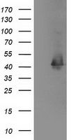 PTPN11 Antibody