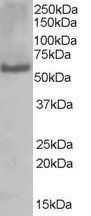 SIAHBP1/FIR Antibody
