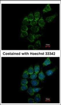 ST3 beta-galactoside alpha-2,3-sialyltransferase 1 Antibody