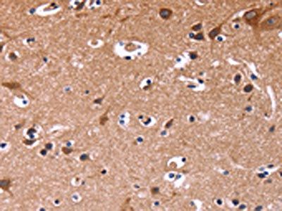 SIGLEC5 Antibody